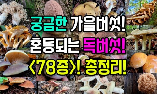 路路通中药怎么吃下奶-路路通中药在月经期可以吃吗网 | 路路通中药的禁忌有哪些,路路通中药的禁忌有哪些